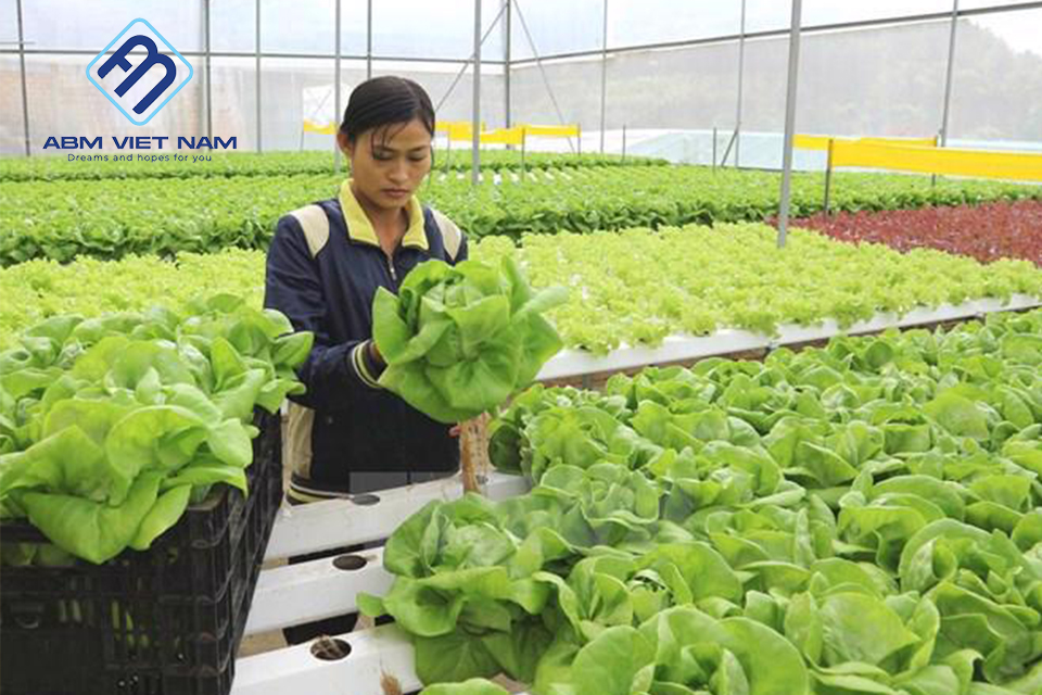 Tìm việc làm thêm ở nông trại Hàn Quốc rất thú vị